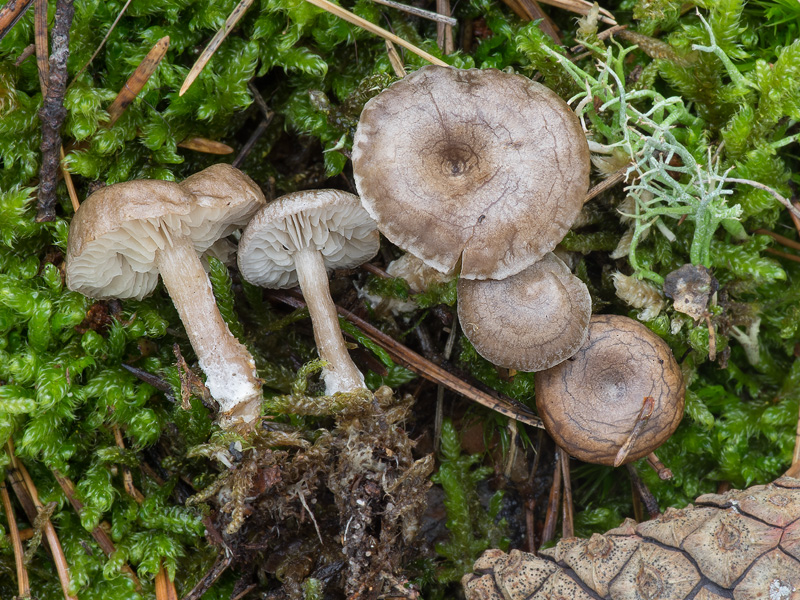 Rhodocybe caelata